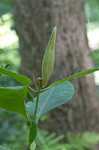 White milkweed